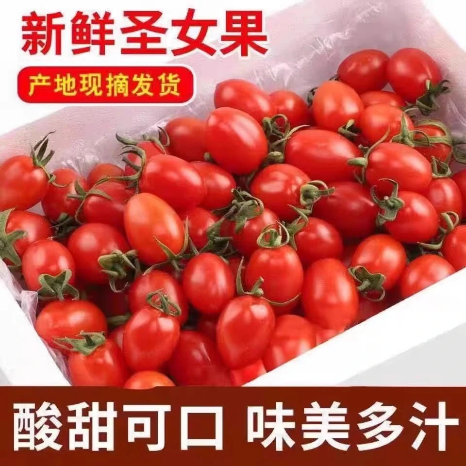 寿光大棚圣女果小番茄新鲜水果当季现摘酸甜可口脆嫩多汁