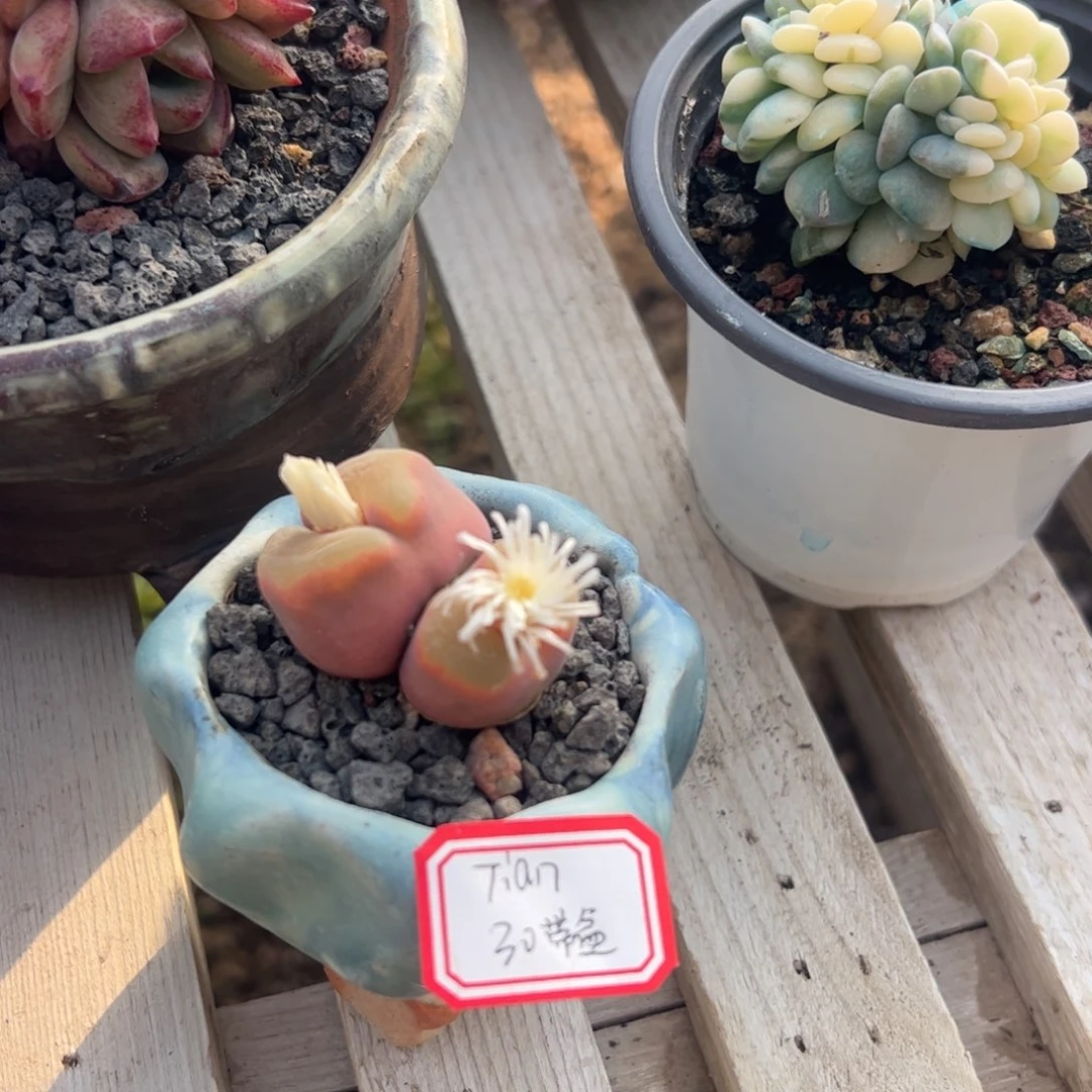 多肉植物多肉植物毛汗尼