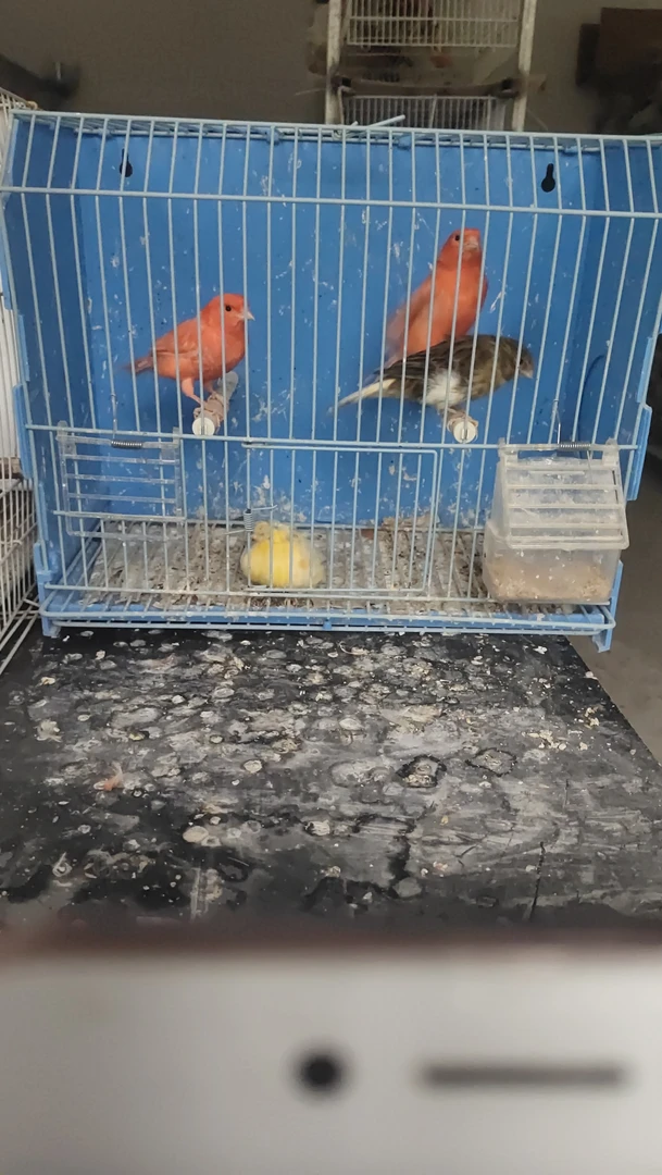 大红袍紫桂小格马赛克等直播间选鸟