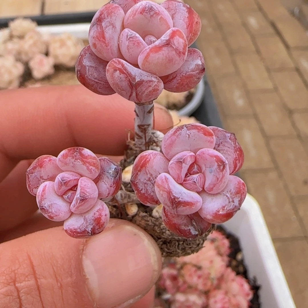 漫漫雪精控一物一拍