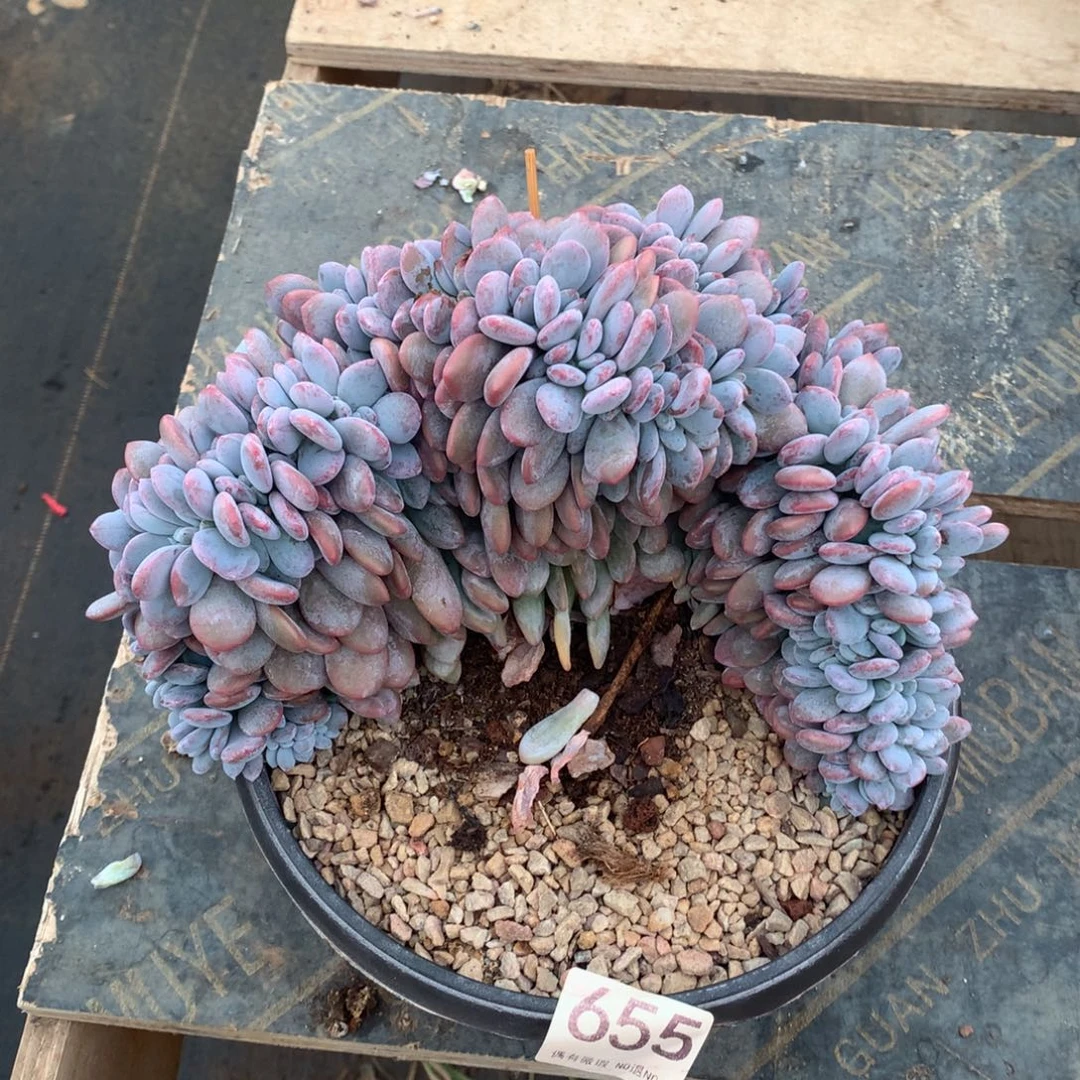655粉兔缀化多肉植物
