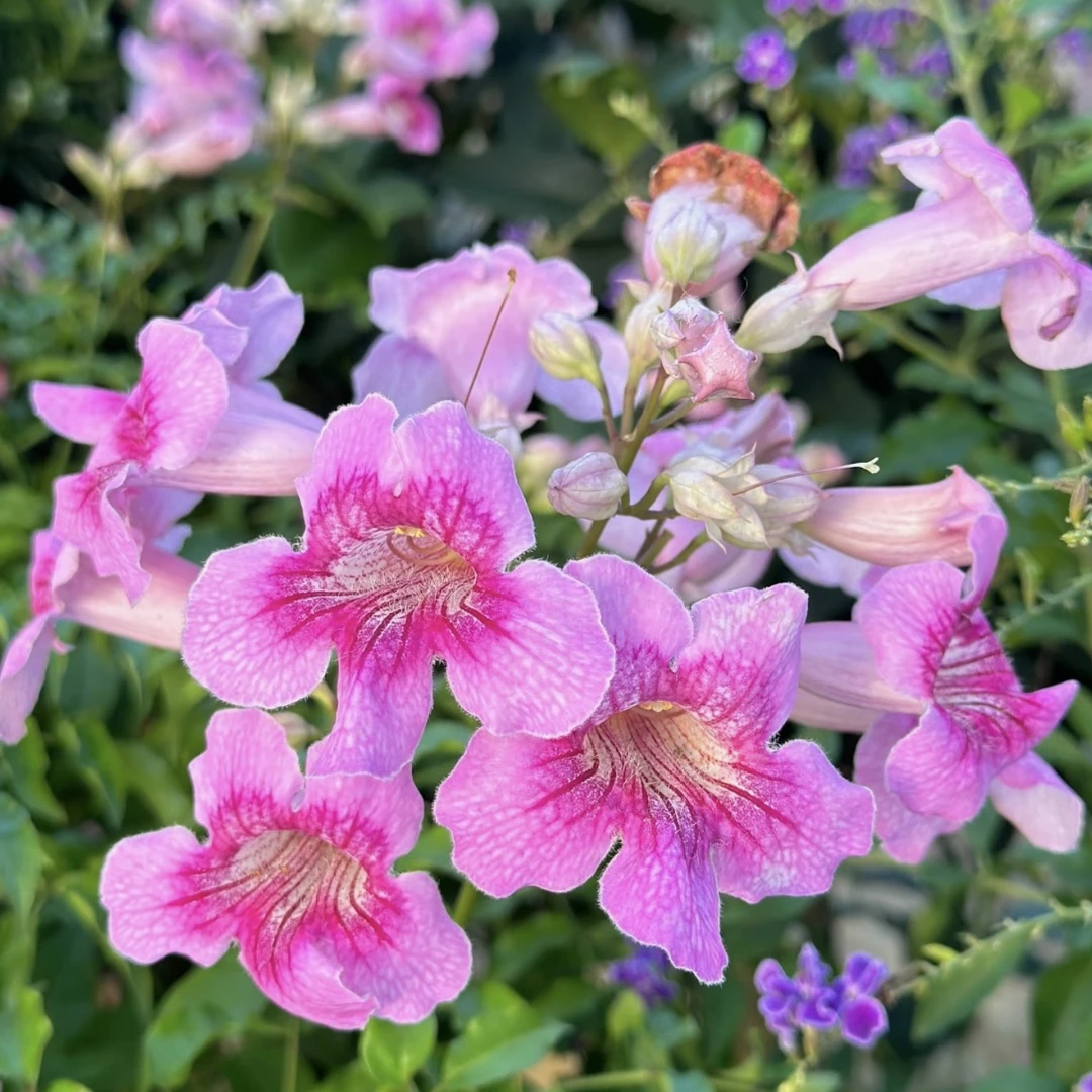 非洲粉色凌霄花