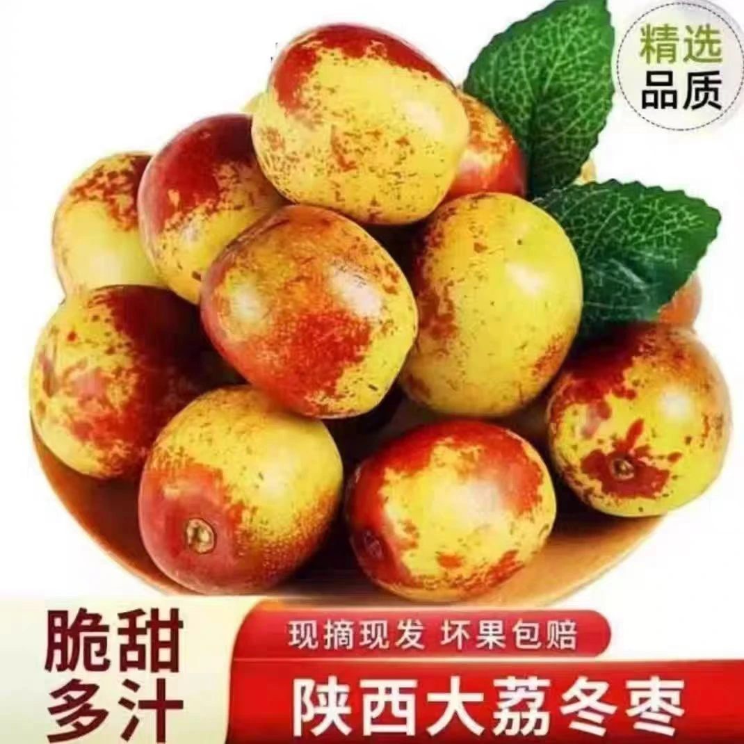 A陕西大荔冬枣新鲜水果包邮孕妇现摘脆甜枣子精品当季整箱鲜枣5斤