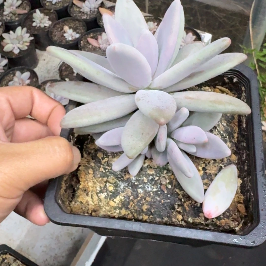企鹅 3头 一物一拍