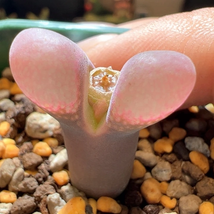 354。 青蛙种源优选超红窗鲑鱼粉。