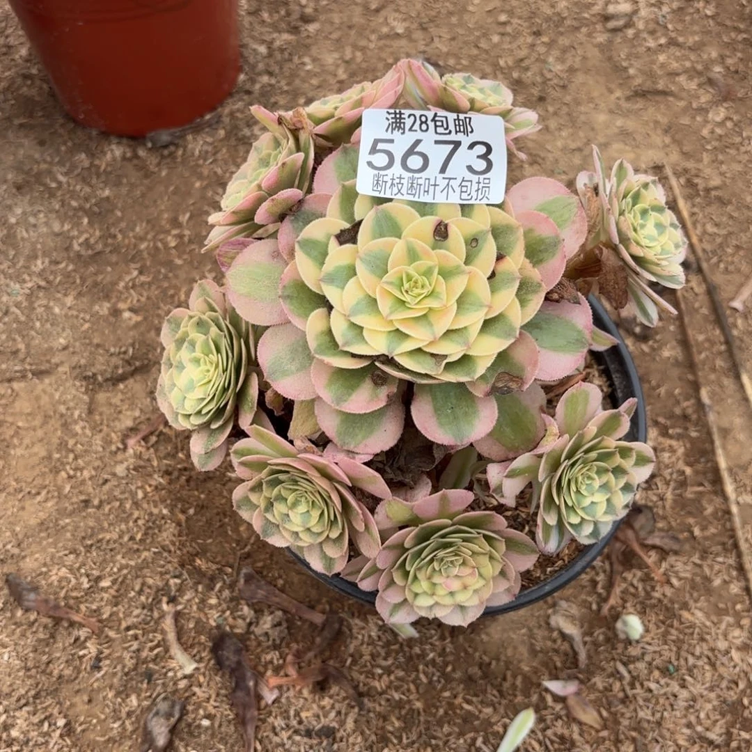 S. 5673荔枝多肉12366