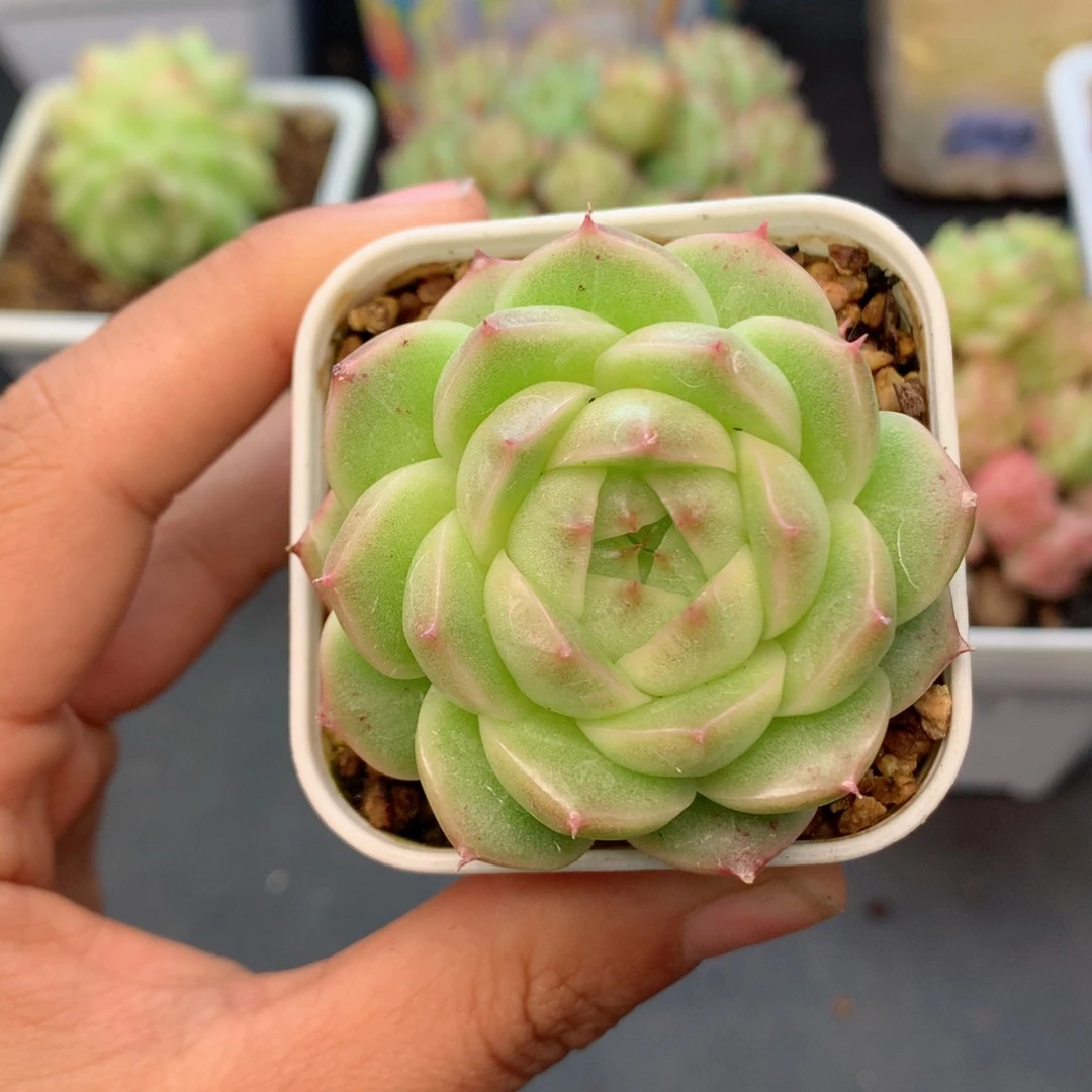 58包邮 群生不包整34