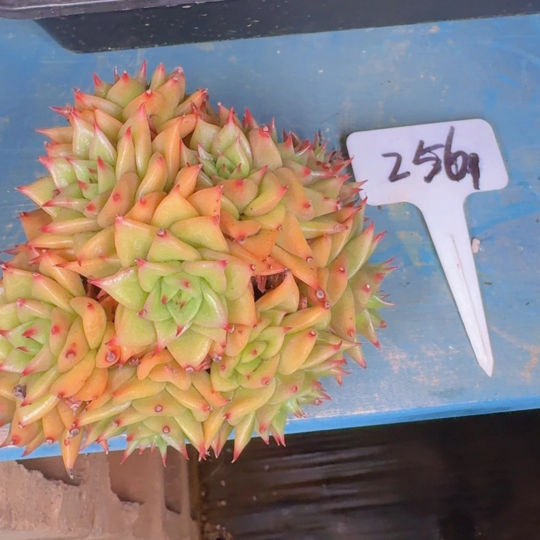多肉植物的生长发育与