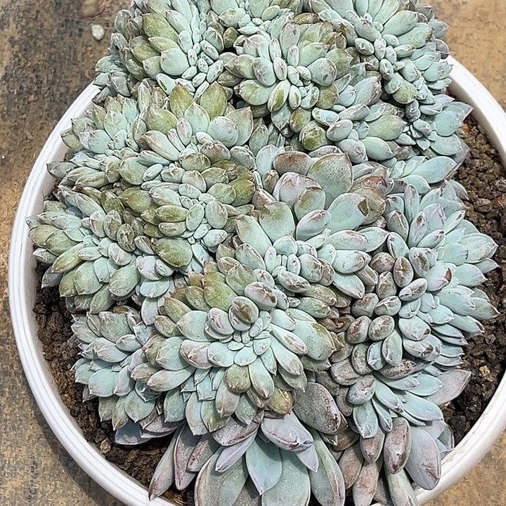 浅***然程成多肉植物星影缀化