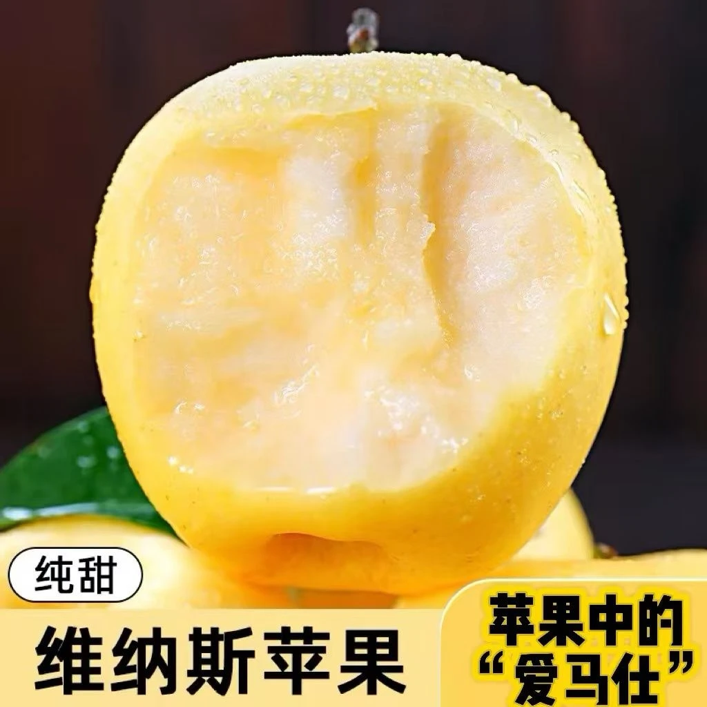烟台正宗黄金维纳斯苹果脆甜多汁现摘应季水果
