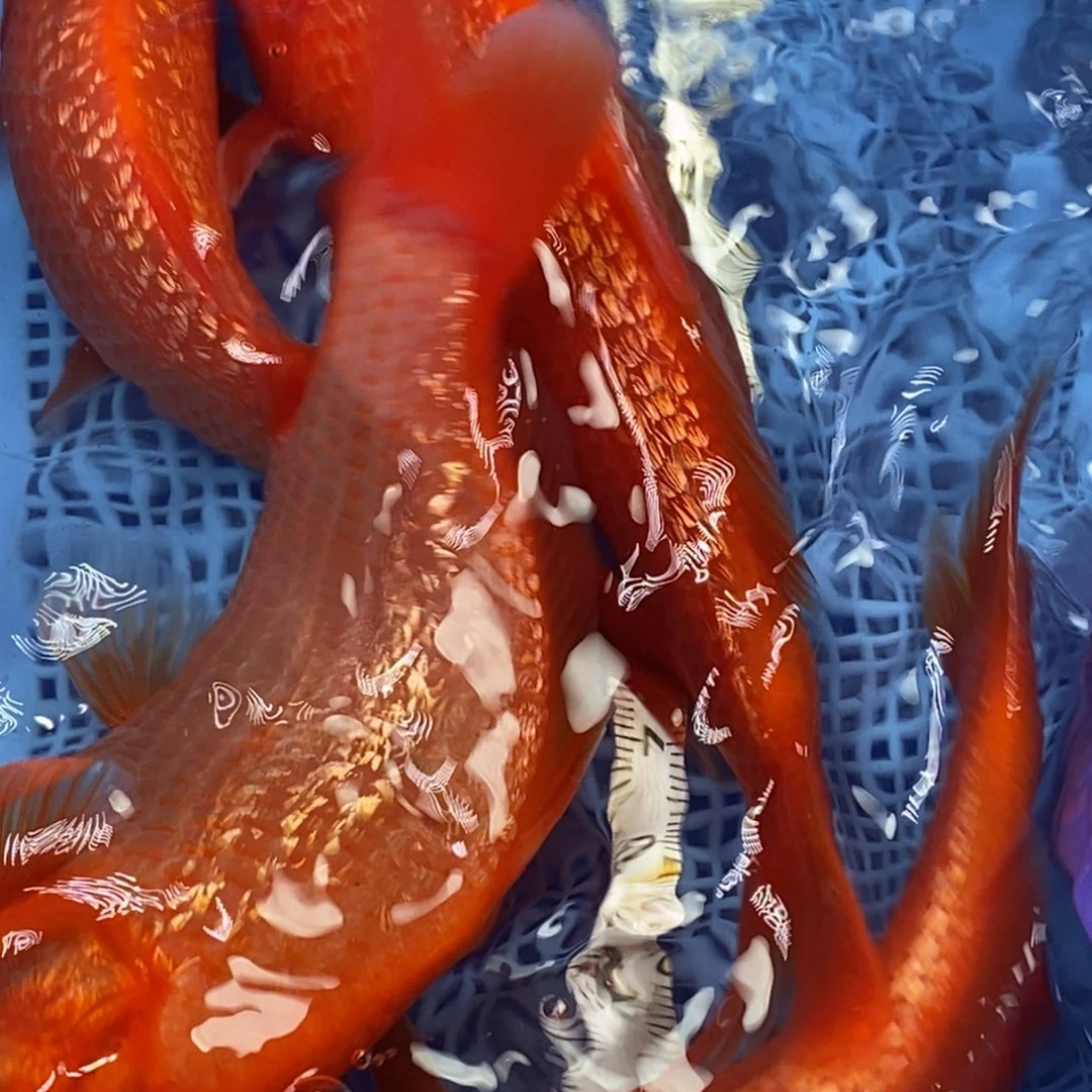 锦鲤冷水锦鲤包邮