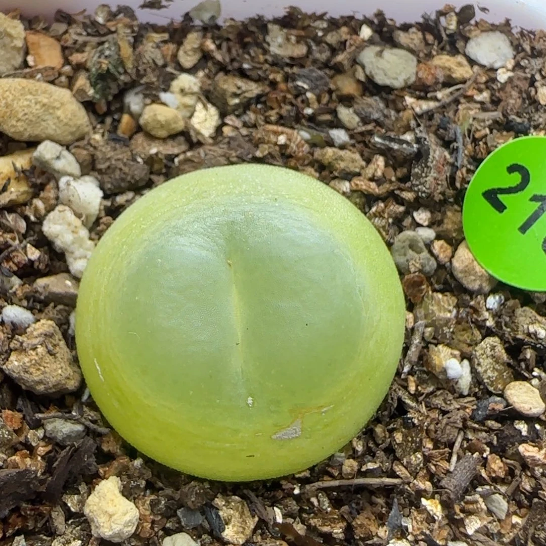 拉登2+瑕疵多肉植物210