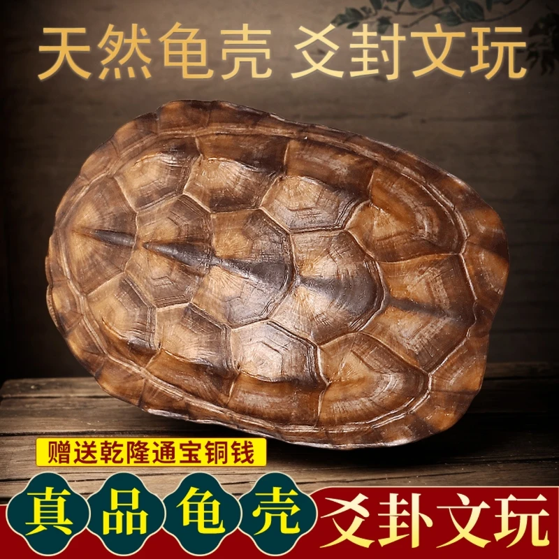 天然乌龟壳手把件随身文玩饰品桌面文玩真龟甲摆件起卦摇卦工具
