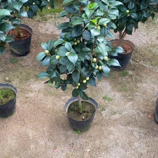 当前无花栽培后可以开花