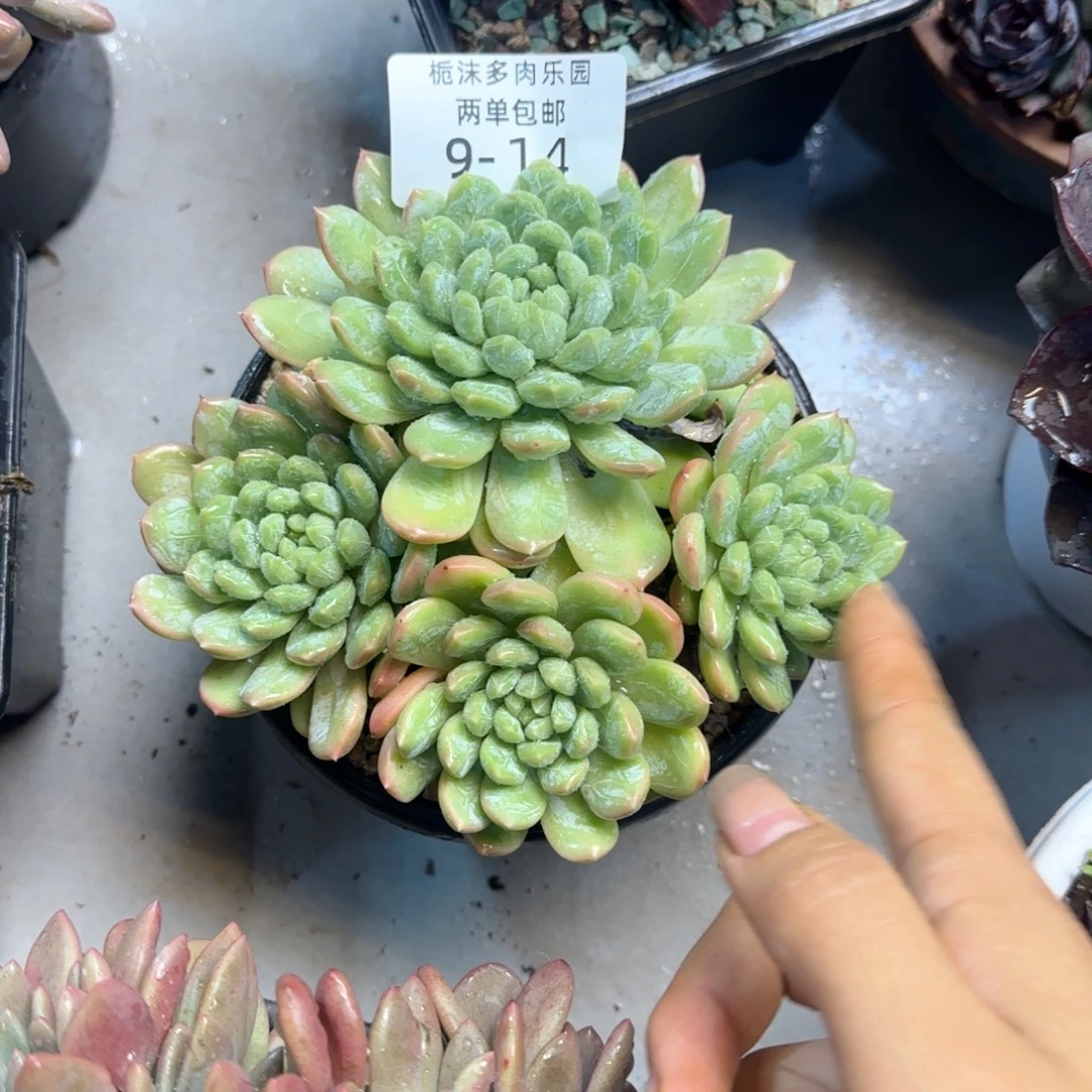 王****9-14白搭翡翠多肉植物