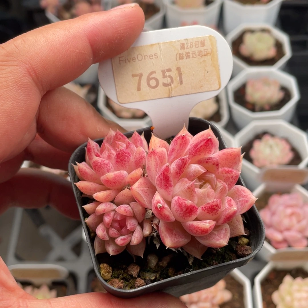 胭脂扣7651-6厘米