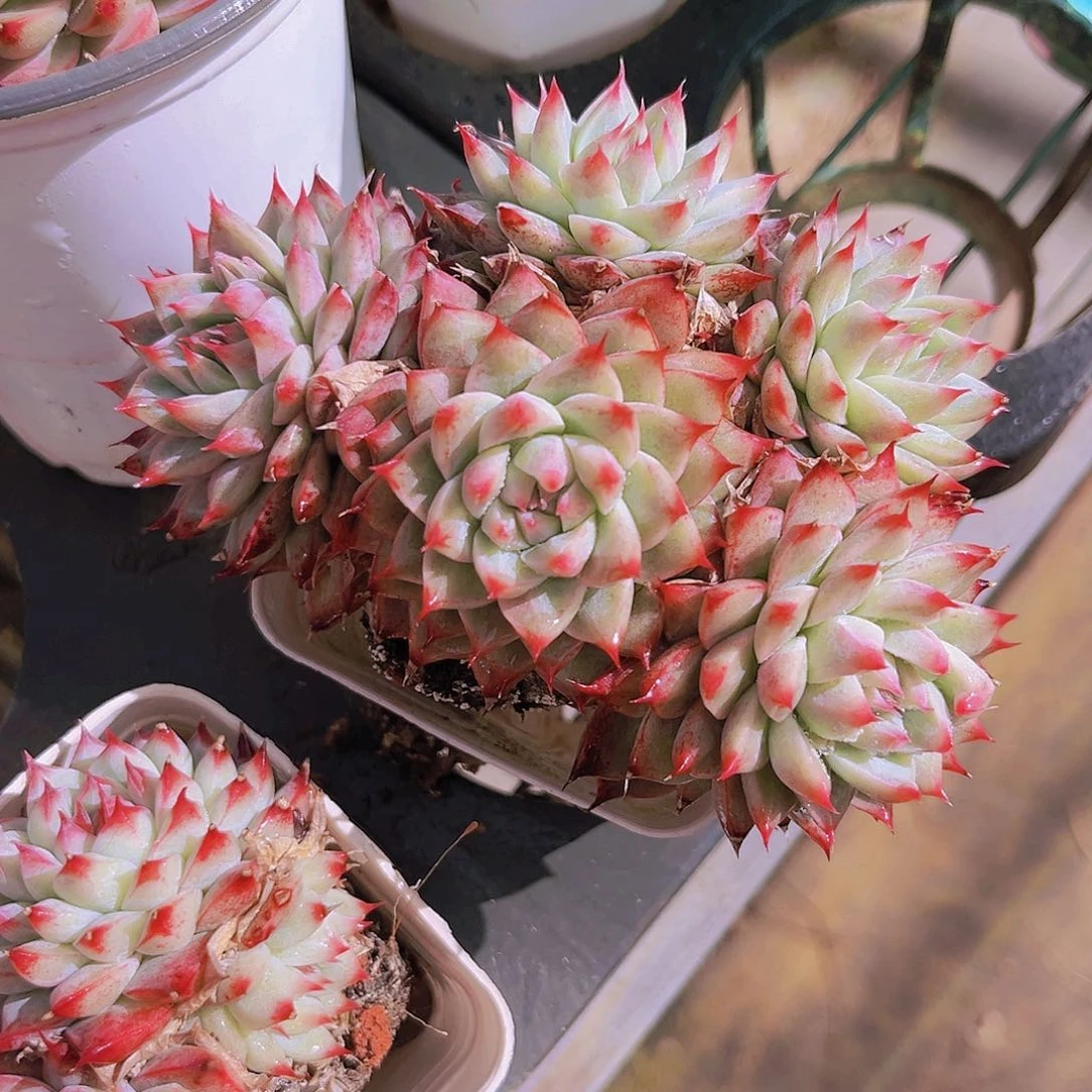 11公分桃夭99888888公分