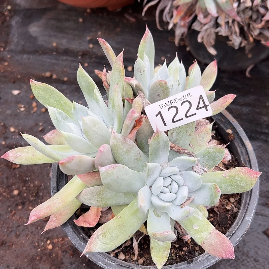 阿金尼仙女杯多肉。