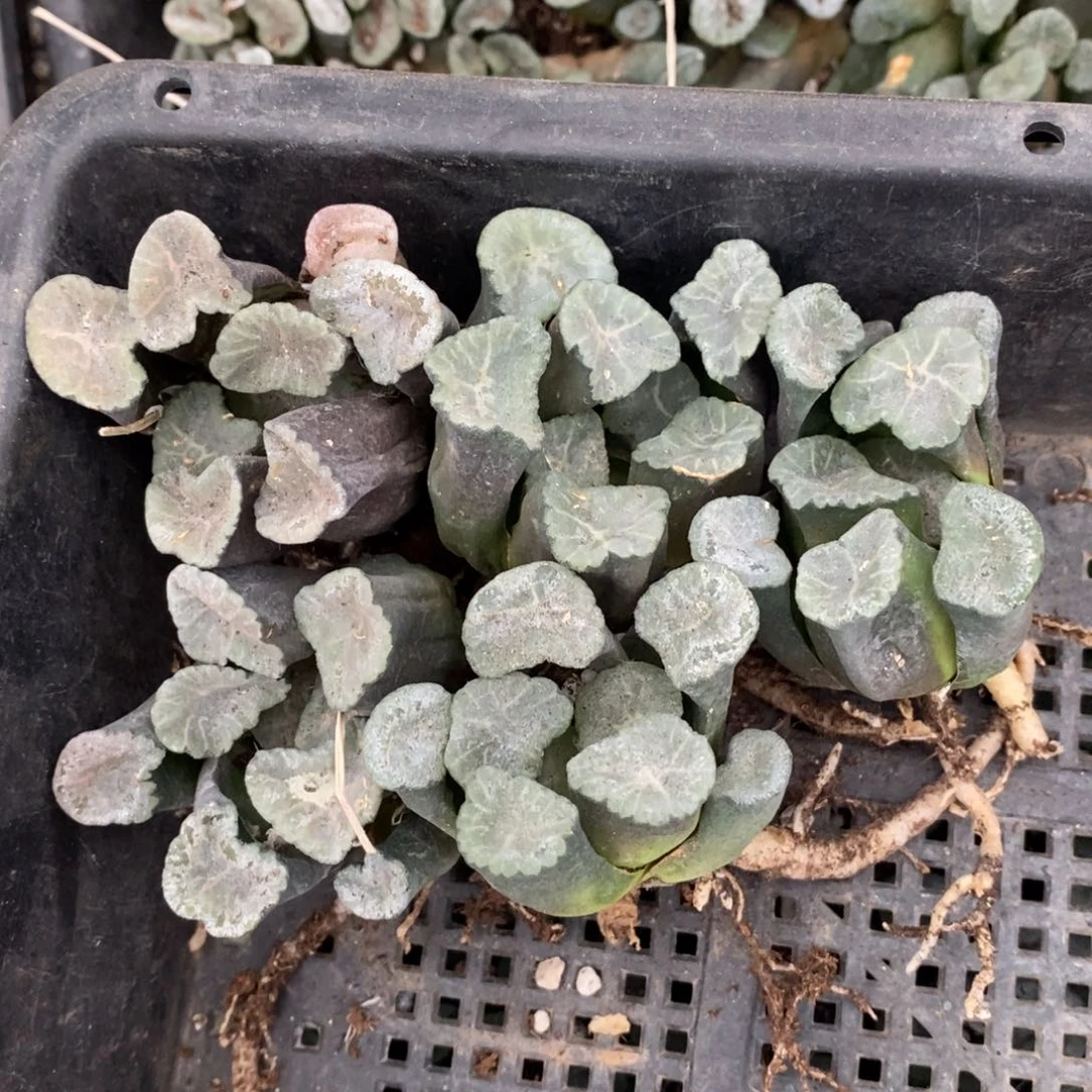 2931 一颗实生大窗万象 巨无霸 超级福利