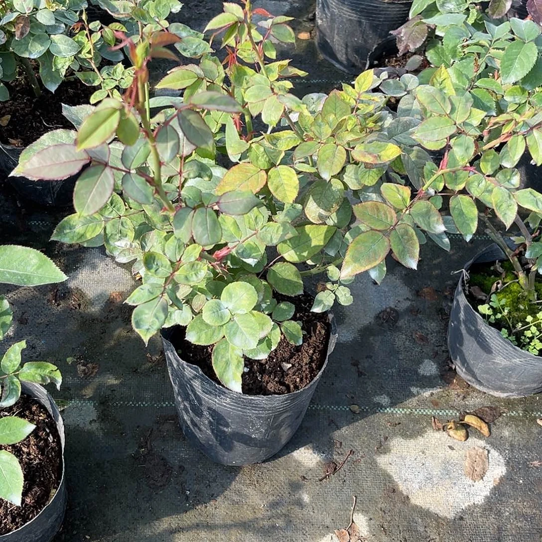 无花朵———草莓杏仁饼 福利