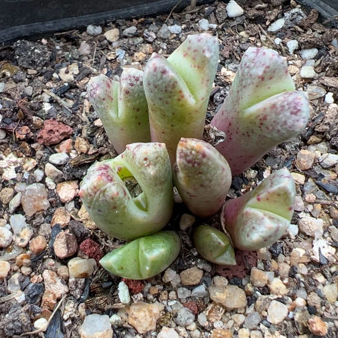 11.14好看的多肉脱土发货451