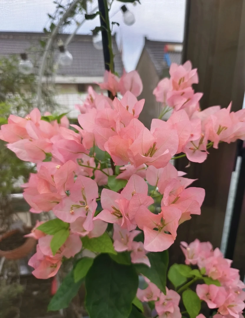 袋苗【阿奴娜】好喜花精品三角梅  【包对版，无售后】