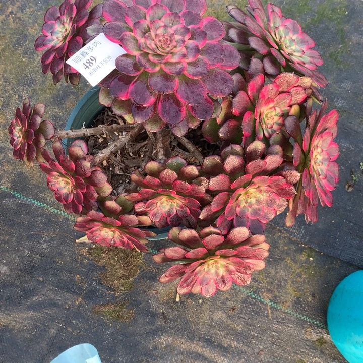 489红金刚多肉植物特价