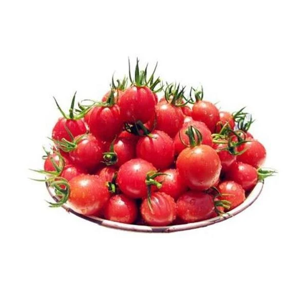 玲珑小番茄1250g（一箱）番茄同城配小番茄浙江省东方市