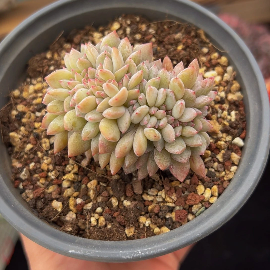 新年快乐 星影缀化