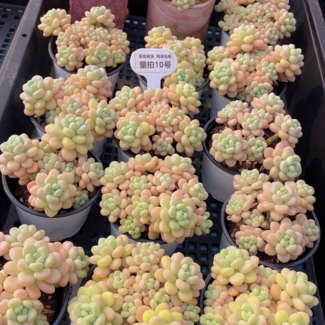 量拍10号洛可可老桩手捧大群生一个m