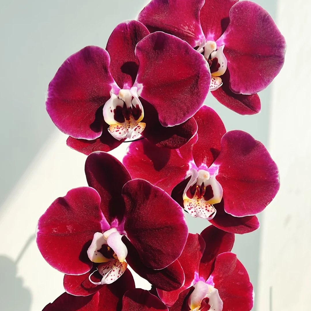 蝴蝶兰——幻影(任意两颗包邮只拍一颗发苗)