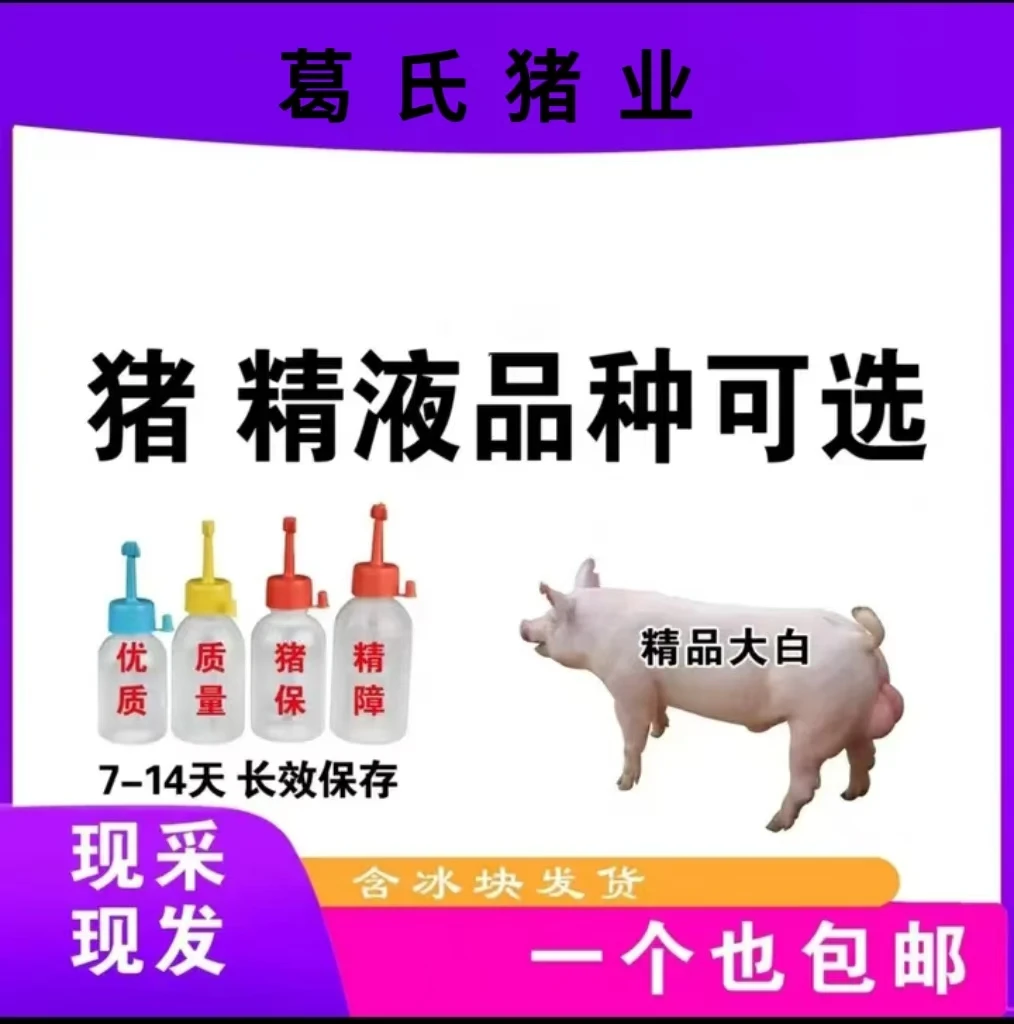 原种大白种公猪精60ml2瓶原种大白种公猪精一个也包邮包活