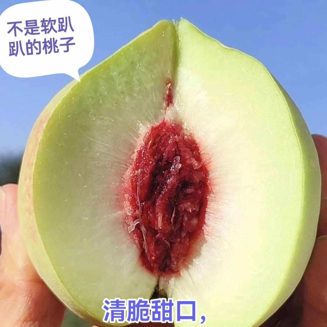 高山脆蜜桃香甜多汁现摘新鲜水果