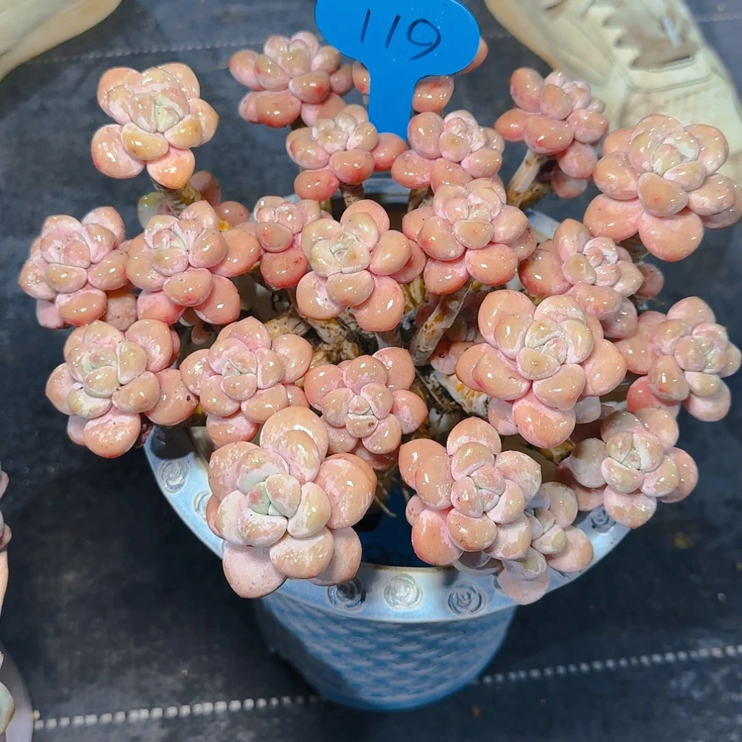 多***贝洛神119号一物一拍