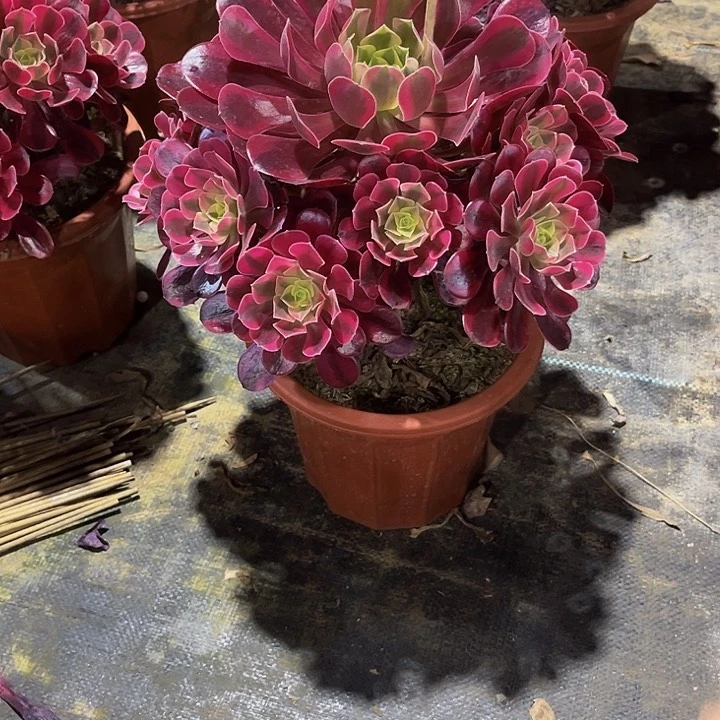 美杜莎691.00000000