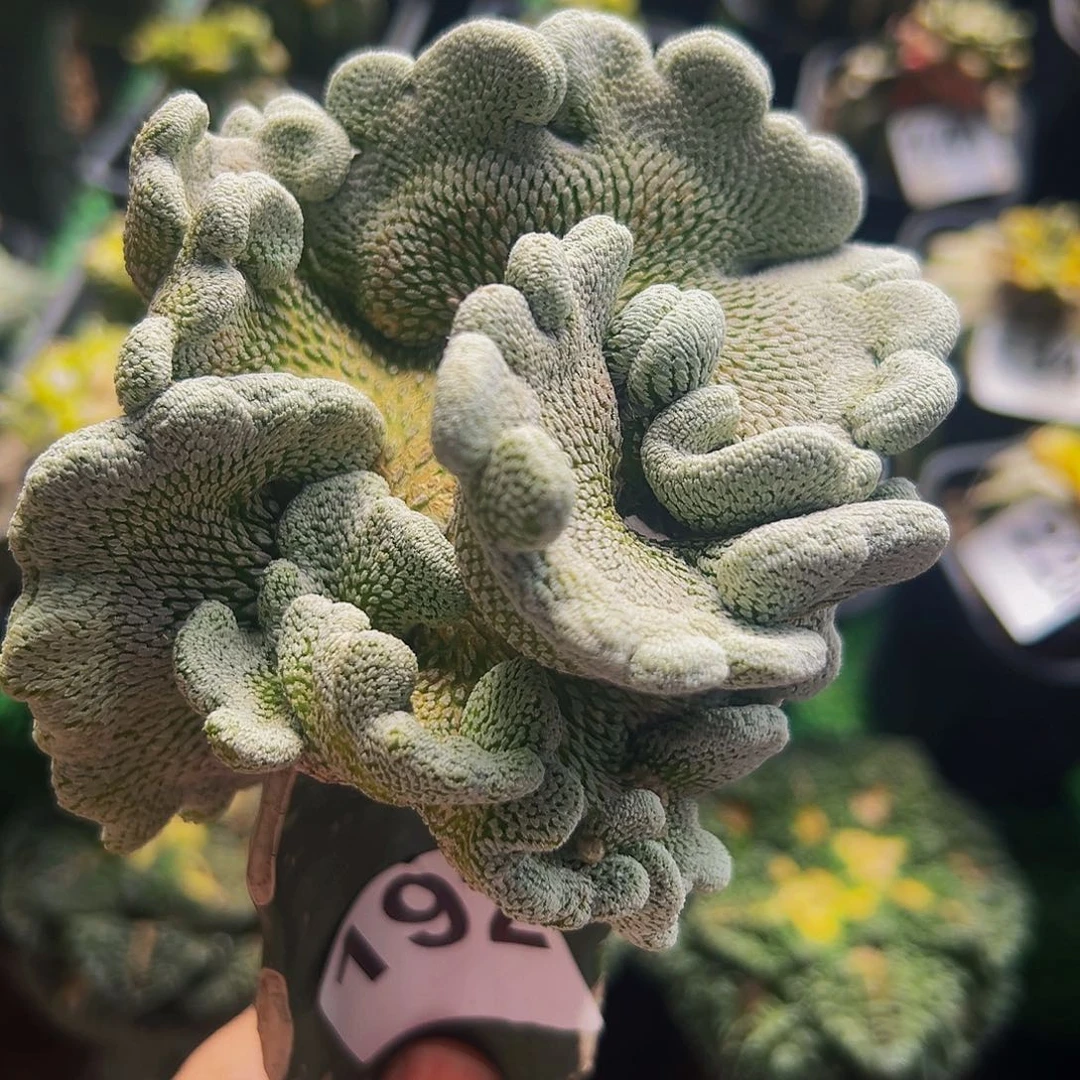 无花朵福利精巧丸缀化192