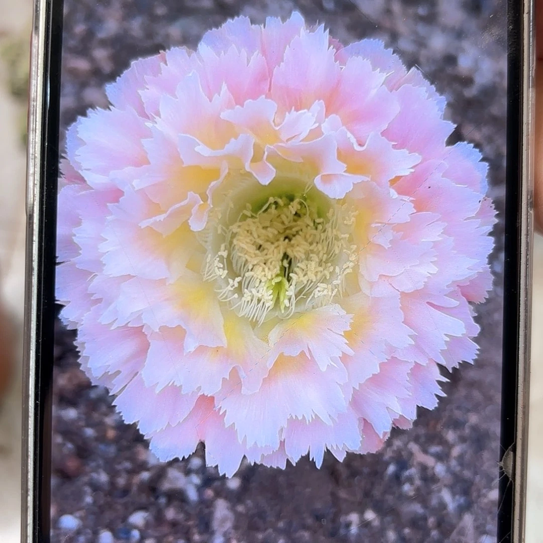 彩草颜如玉6.5公分左右