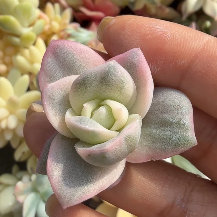 彩锦可爱玫瑰锦 无根