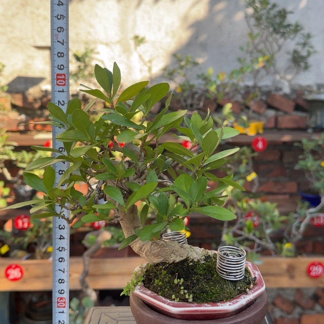 无花朵清誉栀子花