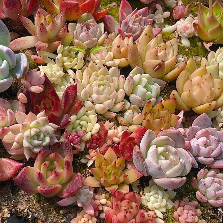 243 多肉植物盆栽花卉植物