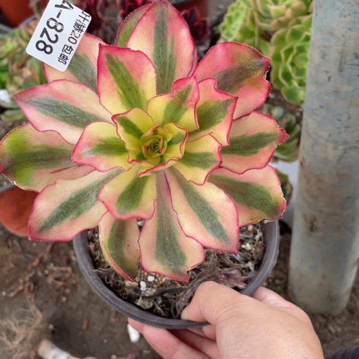 828魅影多肉123455789