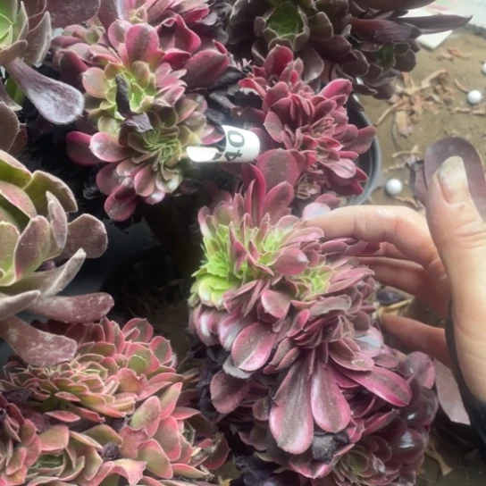 一****"340美杜莎缀25厘米左右