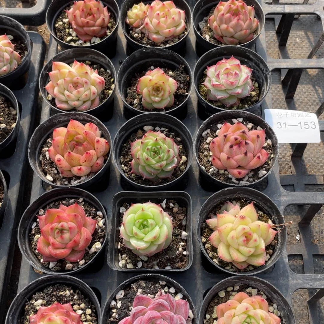 一物一拍18棵31-158