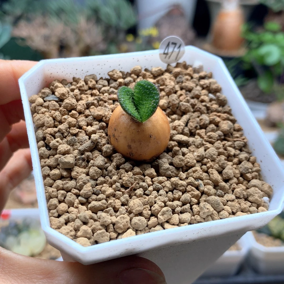 钢锉灯台百合带盆471