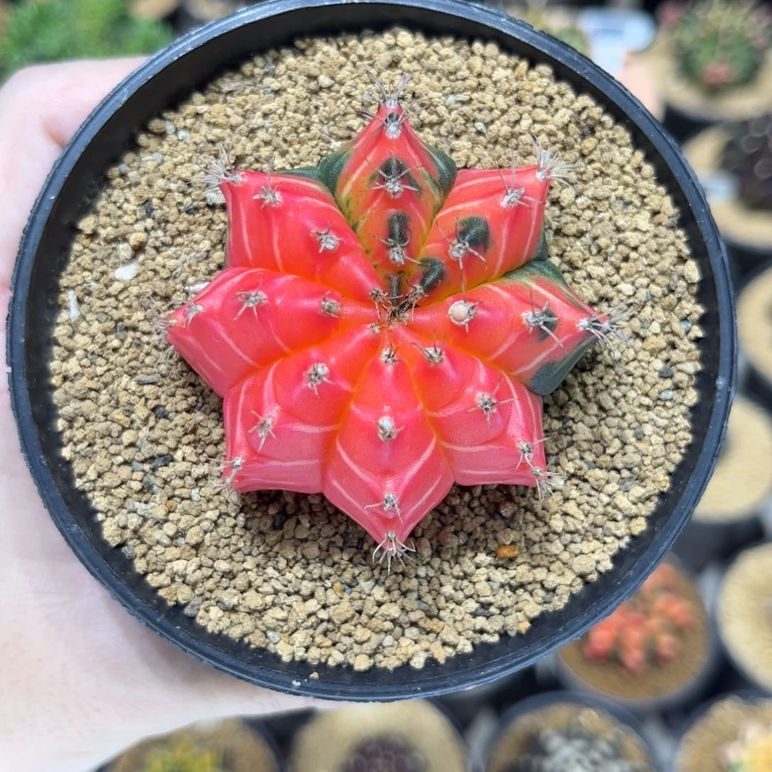 实生根自然锦非偏远包邮