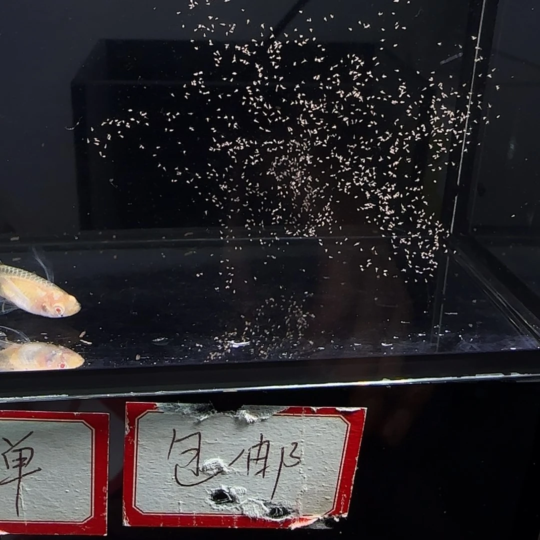 孔雀鱼蓝白大c一对