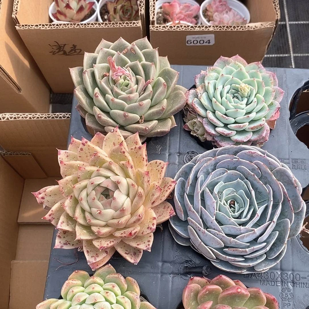 单头层多超大个 6439