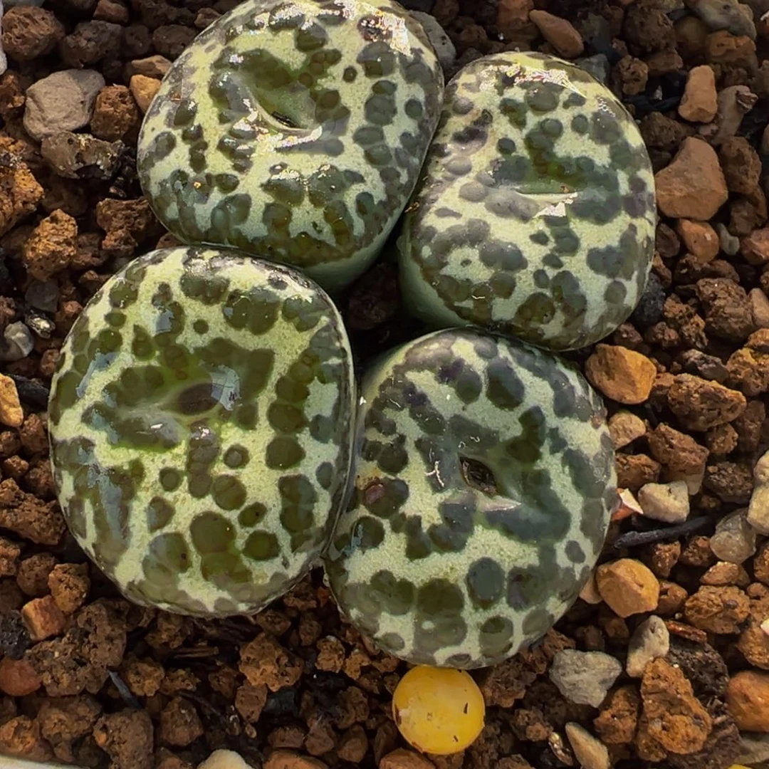 225多肉植物种类多样