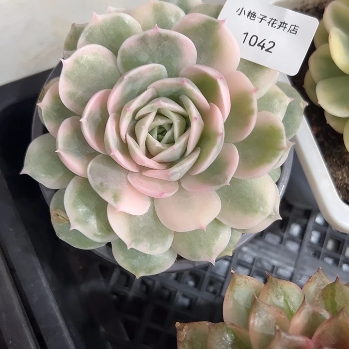 1042昂斯诺锦38包邮多肉