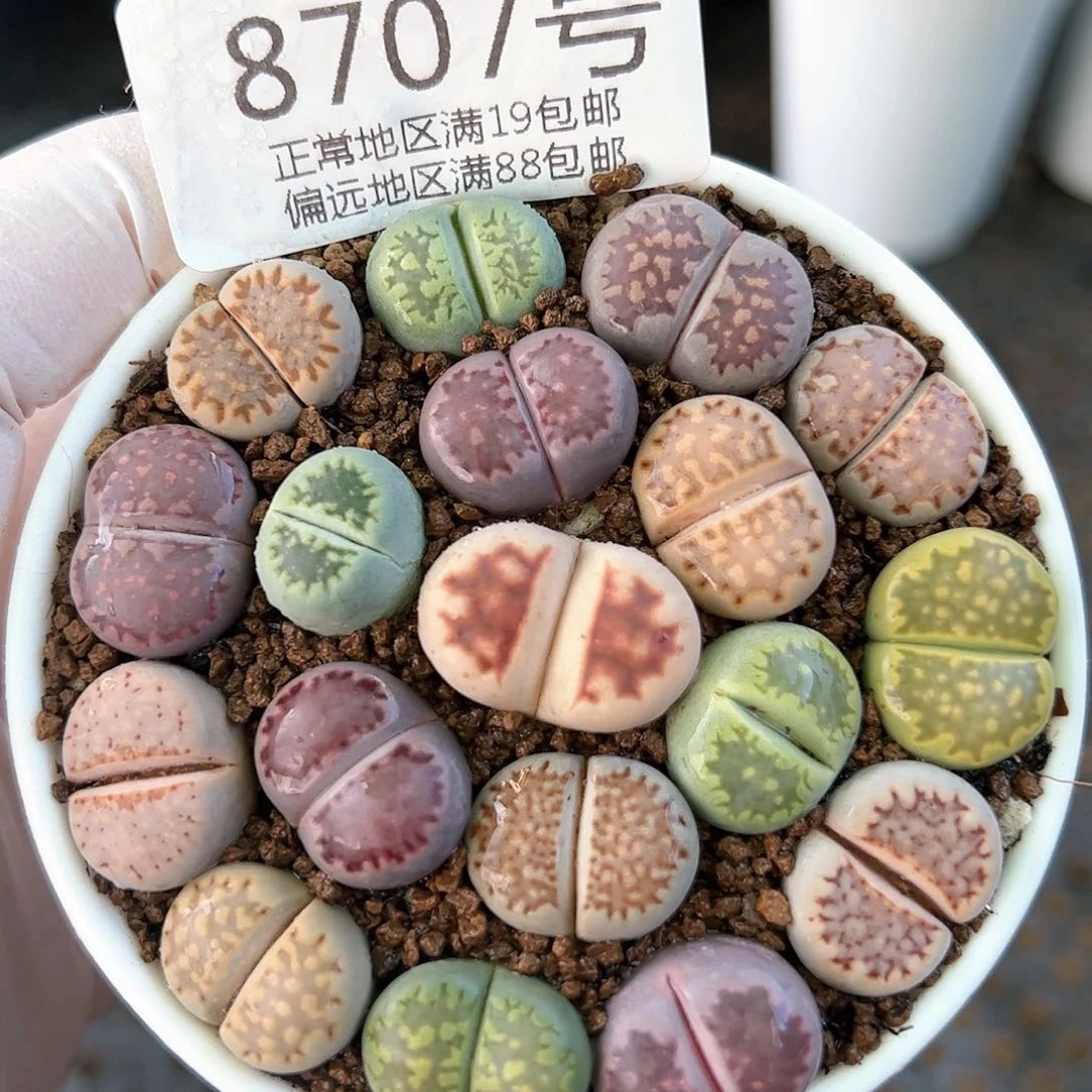 好养易活生石花大母本8707